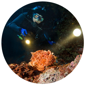 Especialidad PADI Buceo Noctruno
